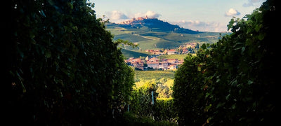 Piemont Weinlese 2019