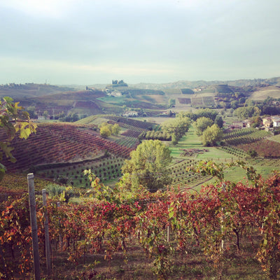 <transcy>Piedmont Wine Harvest 2013</transcy>