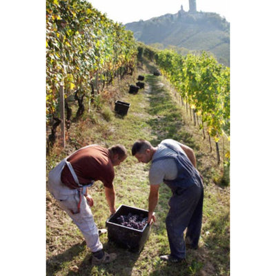 Albino Rocca Weinlese in Barbaresco - babarolo.com